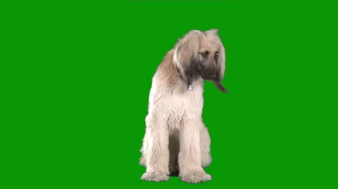 Afghan dog sits Stock Footage 1789441