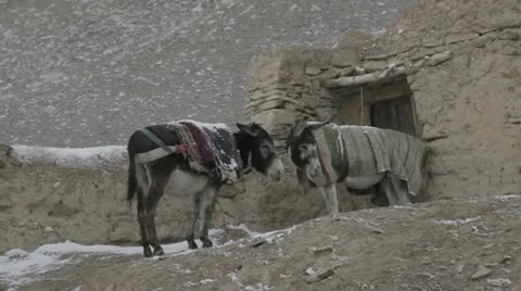 Afghan donkeys under the snow Video stock 22394724