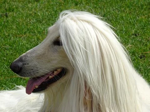 Afghan Hound Dog Stock Photos