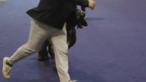 Afghan hound dog trotting with handler at a dog show Video stock 328459647