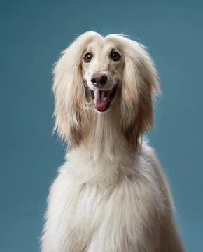 Afghan Hound happy expression Stock Photos