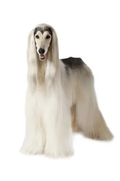 Afghan hound isolated on white background Stock-Fotos