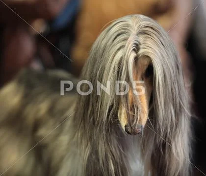 Afghan hound Stock Photos
