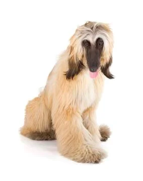 Afghan hound Stock Photos