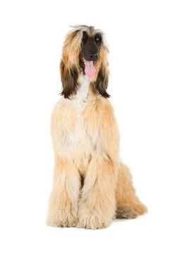 Afghan hound Stock Photos