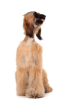 Afghan hound Stock Photos
