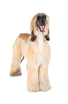 Afghan hound Stock Photos