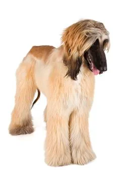 Afghan hound Stock Photos