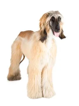 Afghan hound Stock Photos