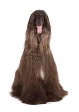 Afghan hound Stock Photos