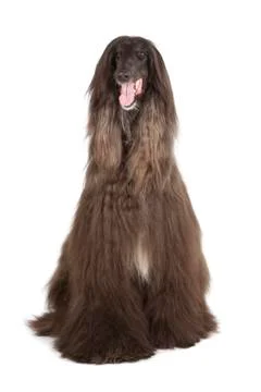 Afghan hound Stock Photos
