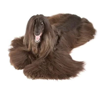 Afghan hound Stock Photos
