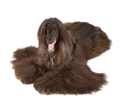 Afghan hound Stock-Fotos