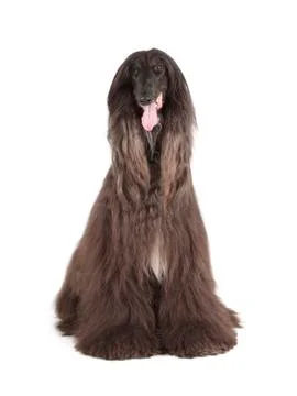 Afghan hound Stock Photos