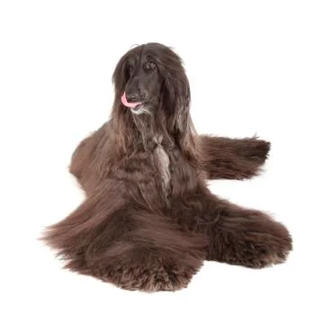 Afghan hound Stock Photos