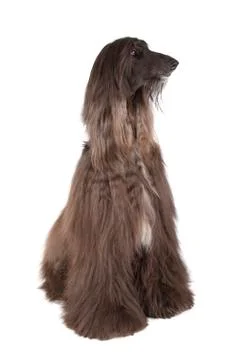 Afghan hound Stock Photos