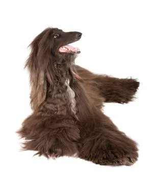 Afghan hound Stock Photos