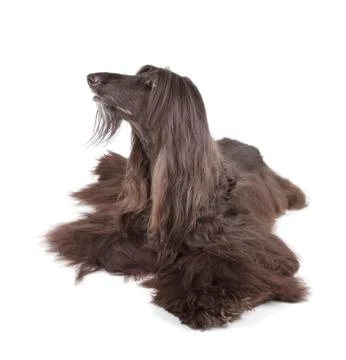 Afghan hound Stock Photos