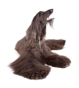 Afghan hound Stock Photos