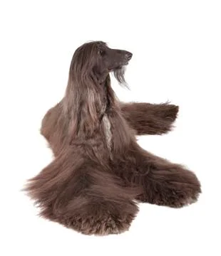 Afghan hound Stock Photos