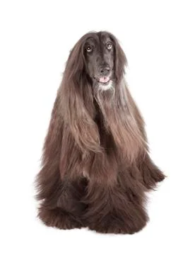 Afghan hound Stock Photos