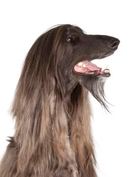 Afghan hound Stock Photos