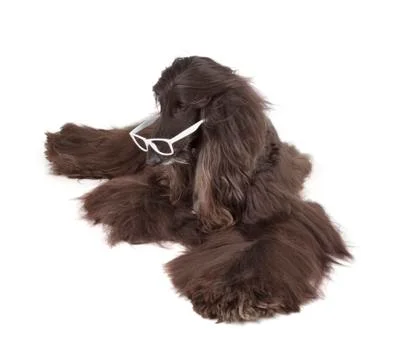 Afghan hound Stock Photos