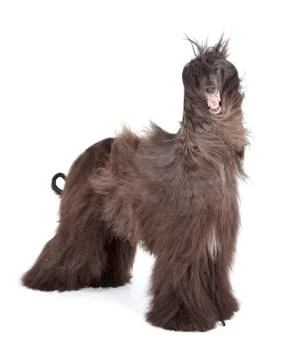 Afghan hound Stock Photos