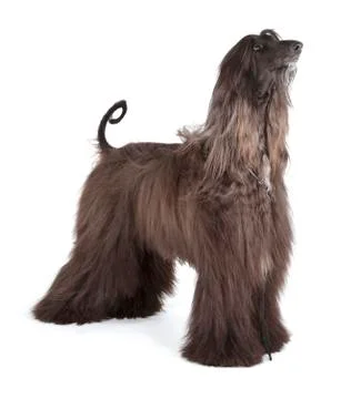 Afghan hound Stock Photos