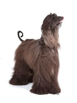 Afghan hound Stock Photos
