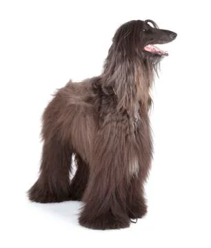 Afghan hound Stock Photos
