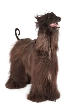 Afghan hound Stock Photos