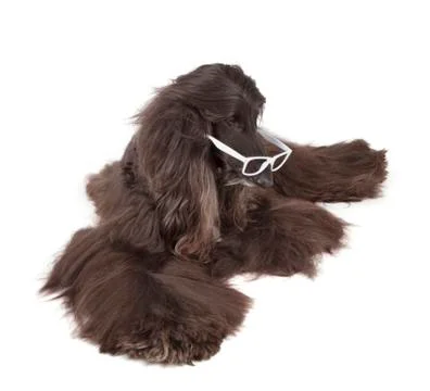 Afghan hound Stock Photos