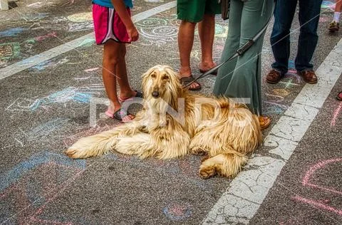 Afghan Hound Stock Photos
