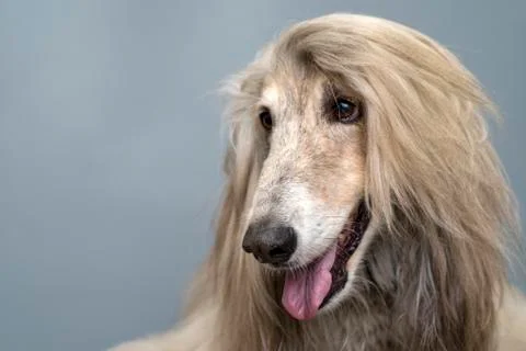 Afghan hound Stock Photos