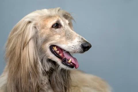 Afghan hound Stock Photos