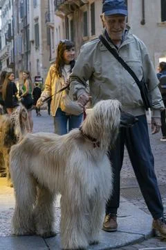 The Afghan Hound Stock Photos