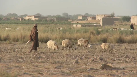 Afghan shepherd guarding herd in the steppes of Afghanistan Stock Footage 85585555