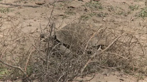 Afghan Tortoise Stock Footage 48011951