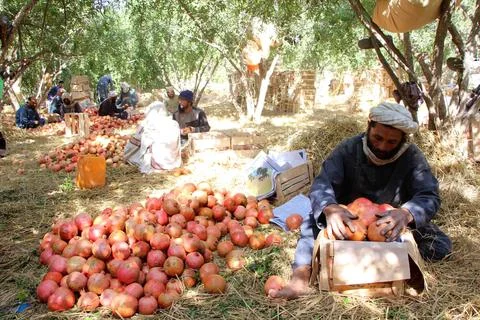 Afghanistan's pomegranate exports decrease due to drought, Kandahar - 04 Oct 202 Stock Photos