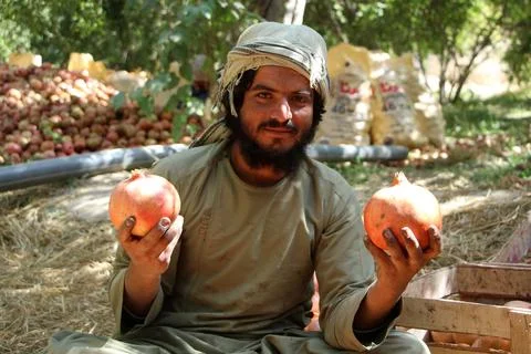 Afghanistan's pomegranate exports decrease due to drought, Kandahar - 04 Oct 202 Stockfoto's