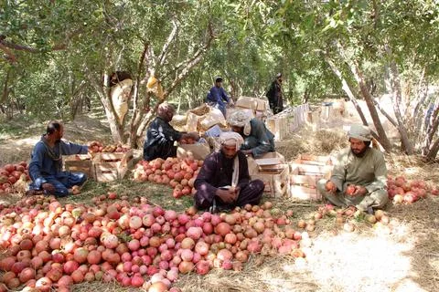 Afghanistan's pomegranate exports decrease due to drought, Kandahar - 04 Oct 202 Stock Photos