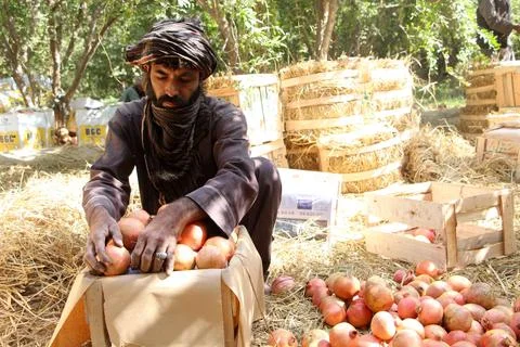 Afghanistan's pomegranate exports decrease due to drought, Kandahar - 04 Oct 202 Stock Photos