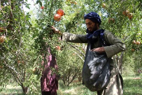 Afghanistan's pomegranate exports decrease due to drought, Kandahar - 04 Oct 202 Stockfoto's