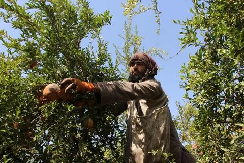 Afghanistan's pomegranate exports decrease due to drought, Kandahar - 04 Oct 202 Stock Photos