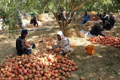 Afghanistan's pomegranate exports decrease due to drought, Kandahar - 04 Oct 202 Stock Photos