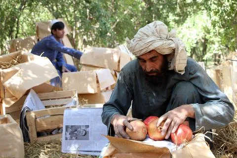 Afghanistan's pomegranate exports decrease due to drought, Kandahar - 04 Oct 202 Stockfoto's