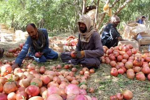 Afghanistan's pomegranate exports decrease due to drought, Kandahar - 04 Oct 202 Stock Photos