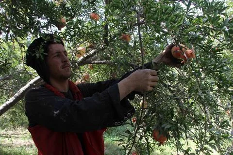 Afghanistan's pomegranate exports decrease due to drought, Kandahar - 04 Oct 202 Stock Photos
