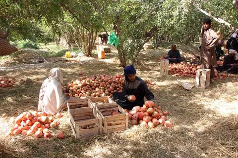 Afghanistan's pomegranate exports decrease due to drought, Kandahar - 04 Oct 202 Stockfoto's